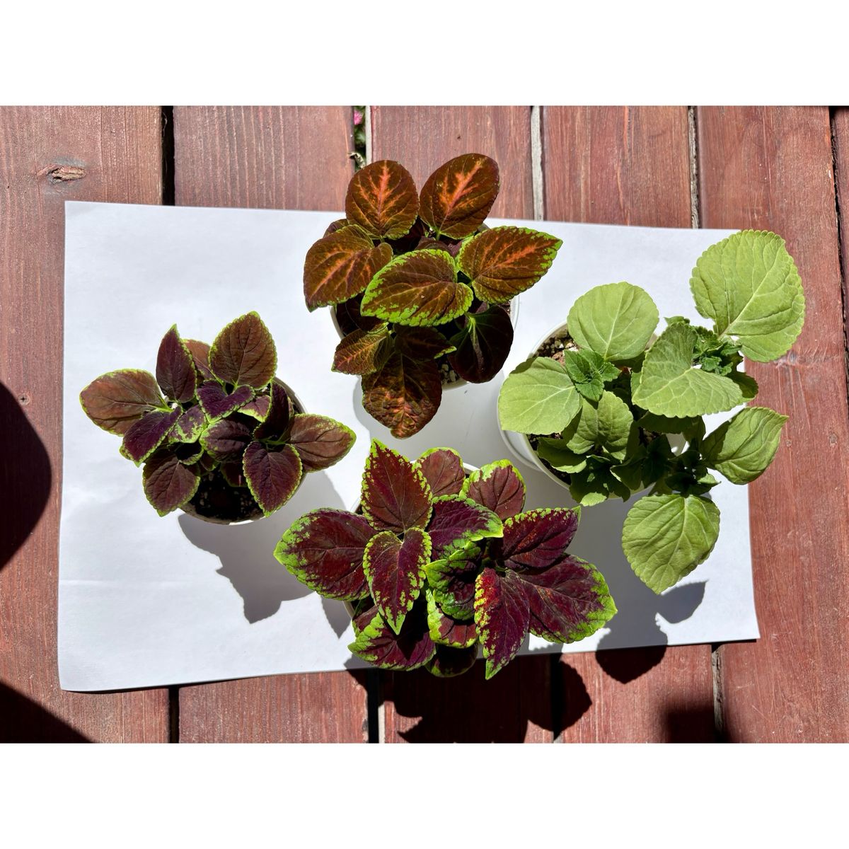 Potted Coleus Houseplants