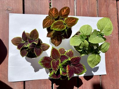 Potted Coleus Houseplants