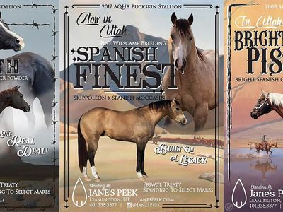 Three Stallions - AQHA/APHA - Wiescamp Breeding