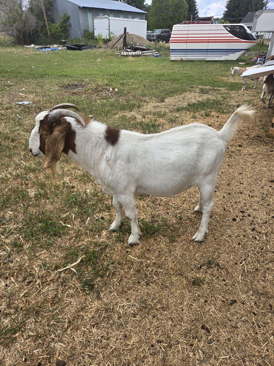 Boar goat