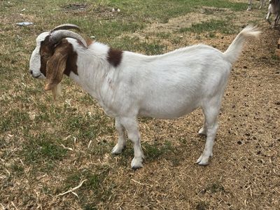 Boar goat