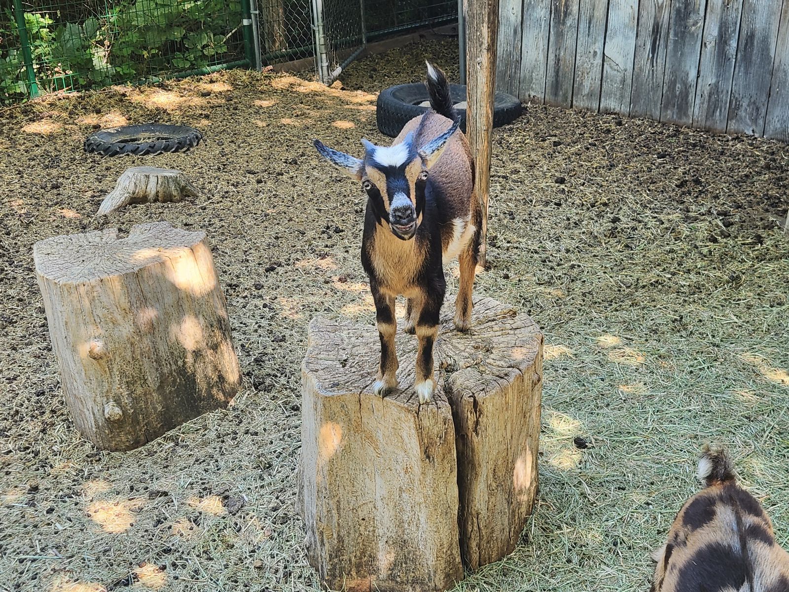 Nigerian Dwarf Goat Doeling - Excellent Weed Eater