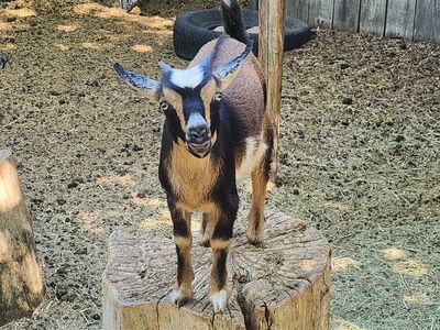 Nigerian Dwarf Goat Doeling - Excellent Weed Eater