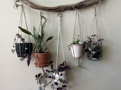 Driftwood plant hanger