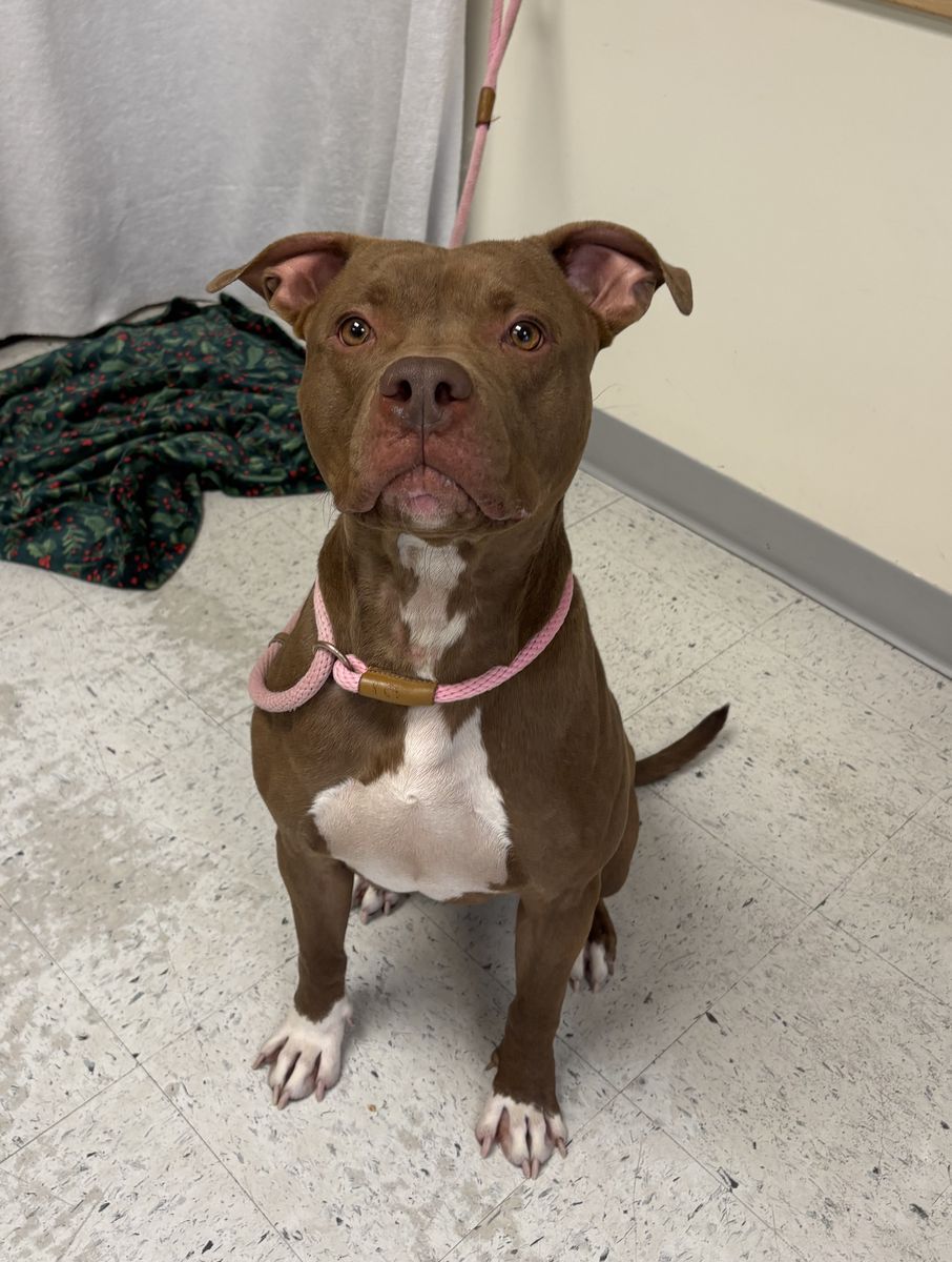 A160434 Twix is Available for Adoption!