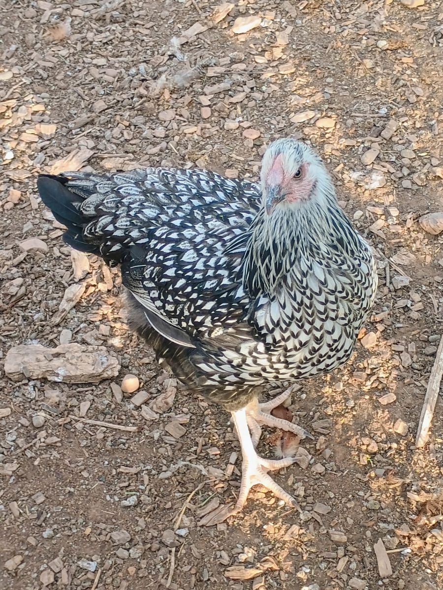 SILVER LACED WYANDOTTE Hen Chicken 4 months old for Sale
