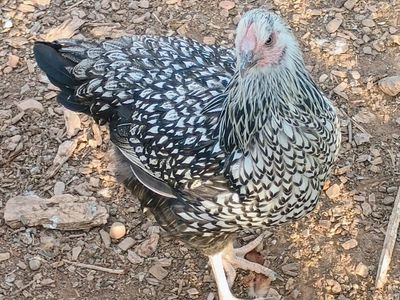 SILVER LACED WYANDOTTE Hen Chicken 4 months old for Sale