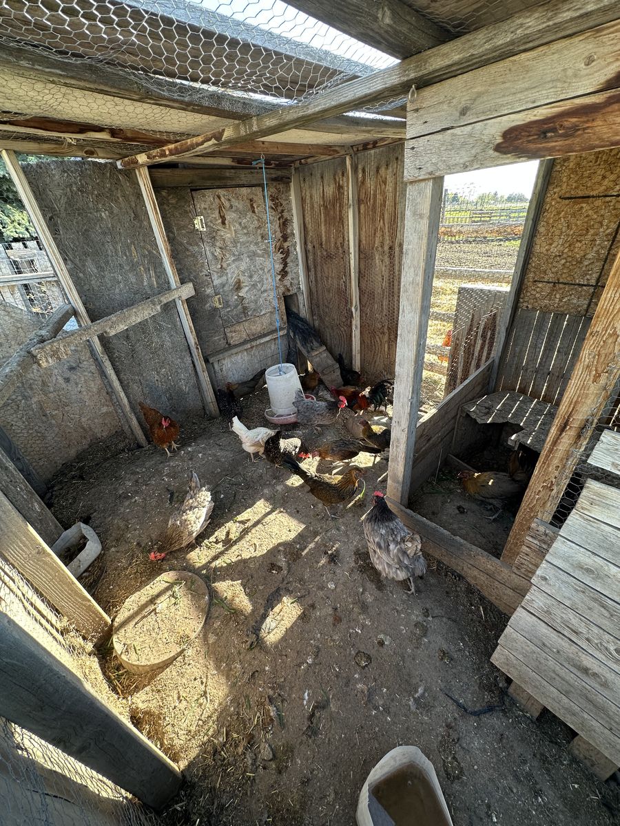 Game fowl