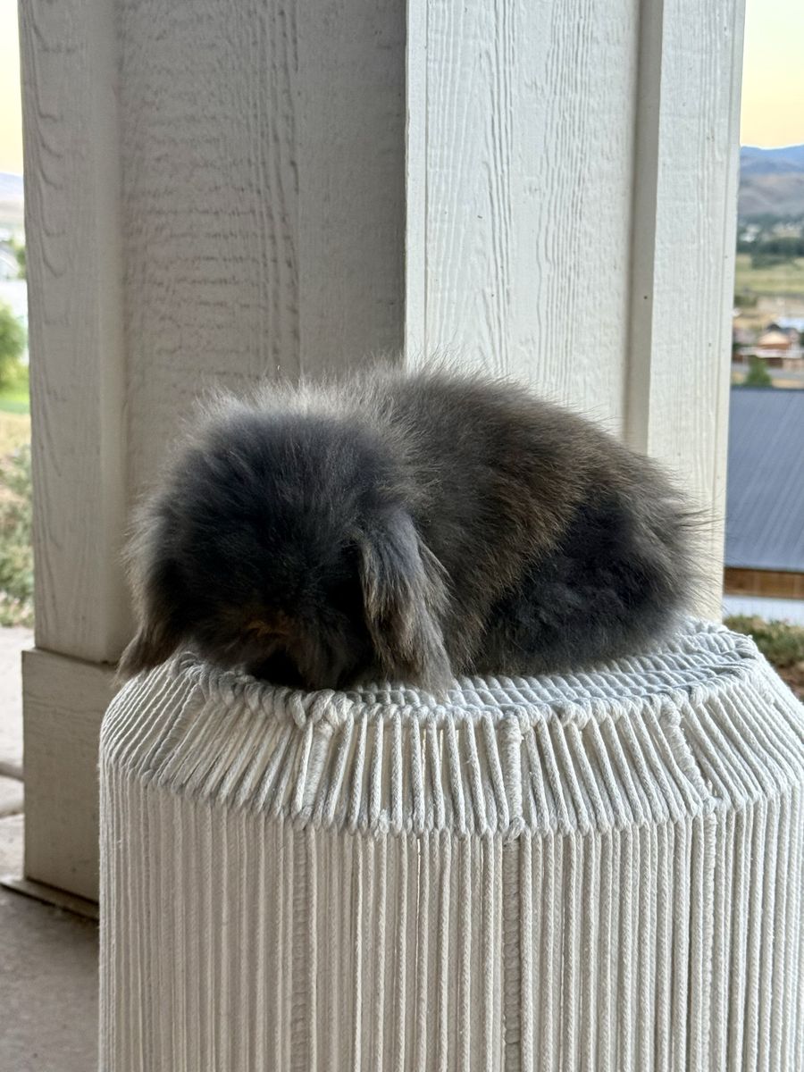 Teddywidder Bunnies