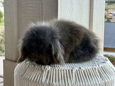 Teddywidder Bunnies