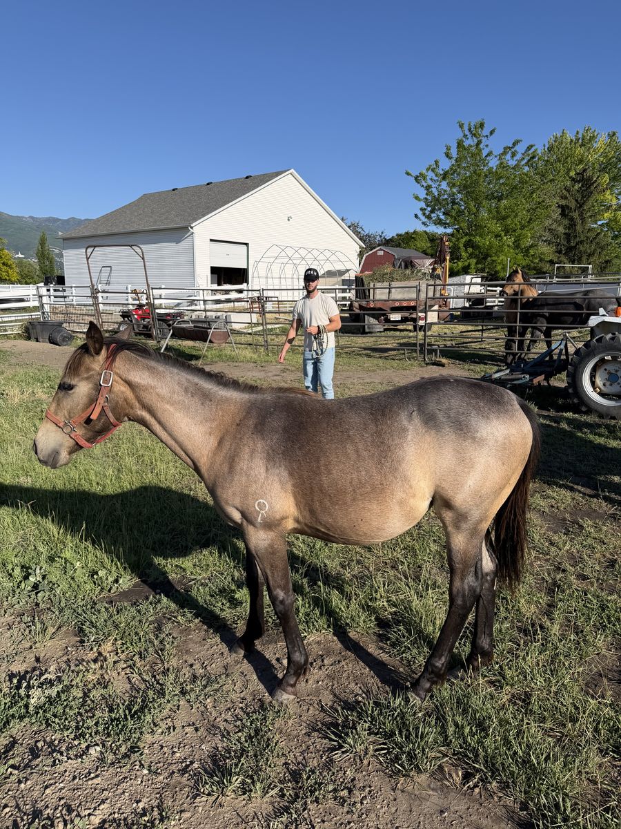 Registered Buckskin Mare