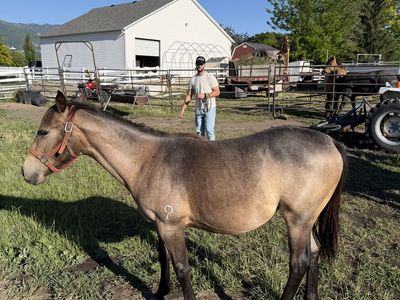 Registered Buckskin Mare