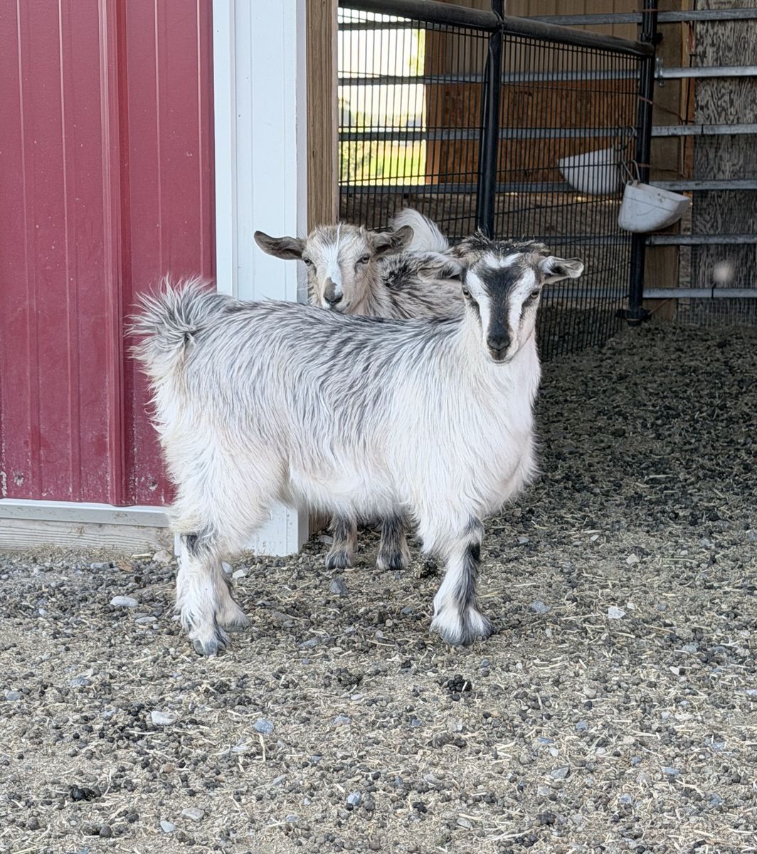 Gorgeous Mini-Silky Fainting Goat