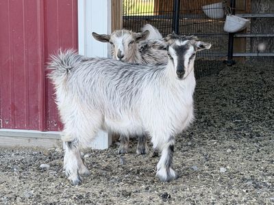 Gorgeous Mini-Silky Fainting Goat