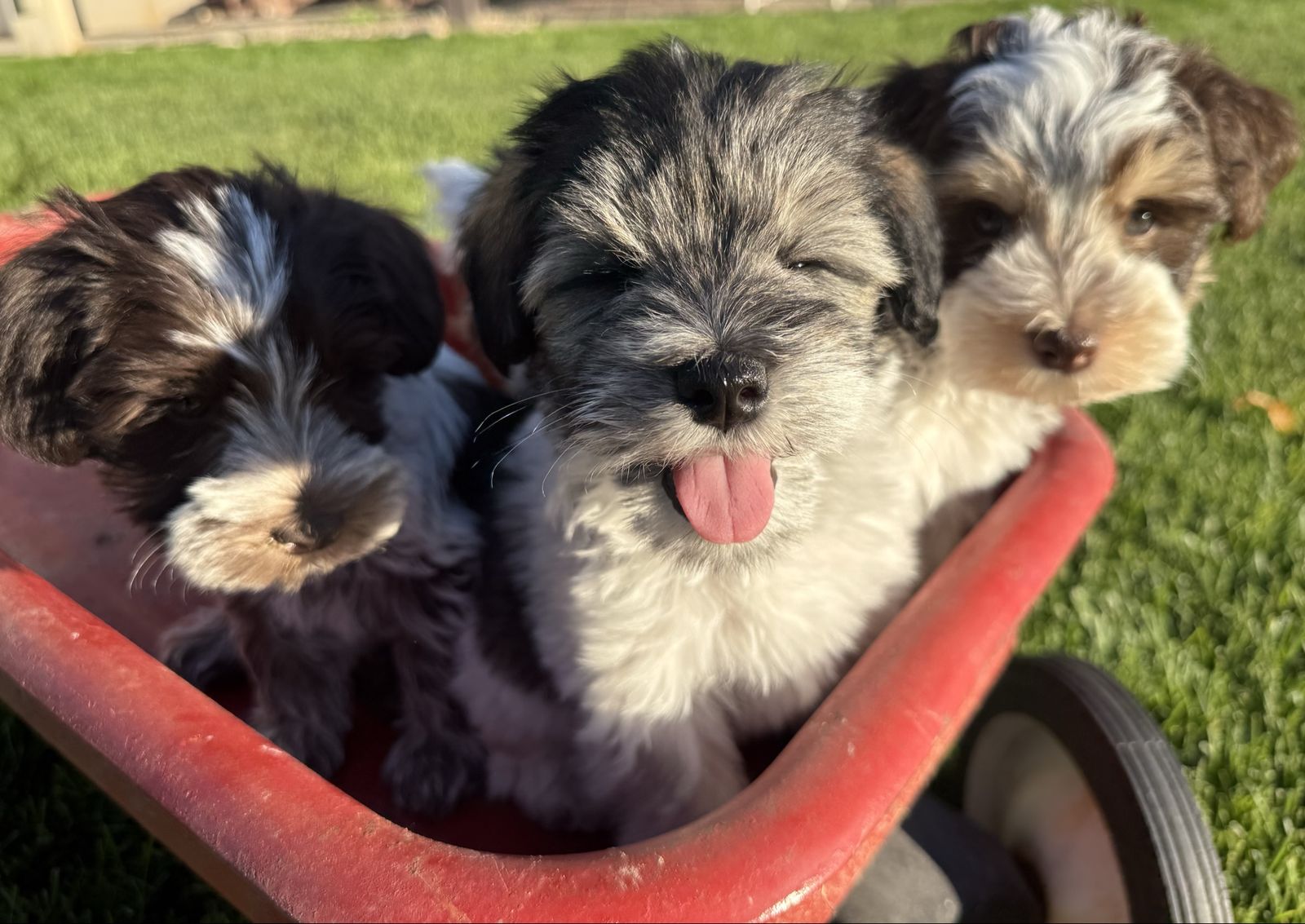 AKC Miniature Schnauzer Puppies w/ Shots