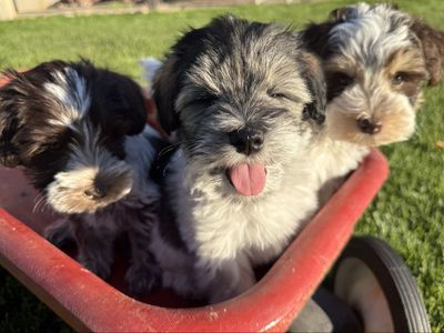 AKC Miniature Schnauzer Puppies w/ Shots