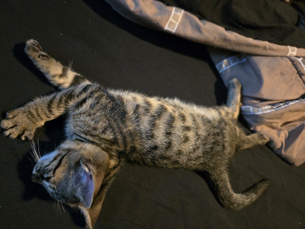 Savannah kittens 2 female 1 male