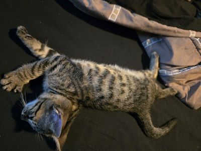 Savannah kittens 2 female 1 male