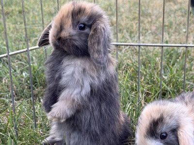 Purebred Holland Lop
