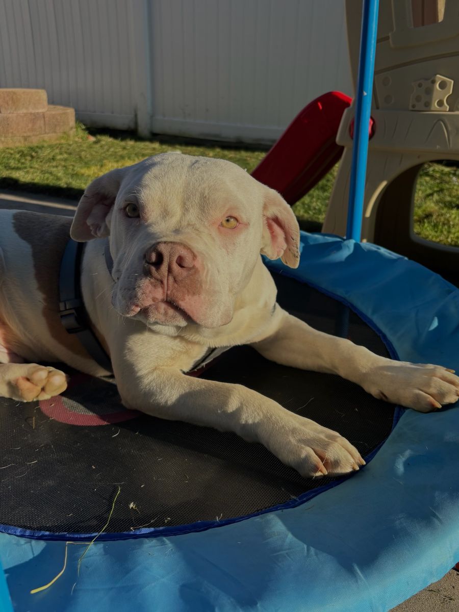 6 months puppy American Pitbull