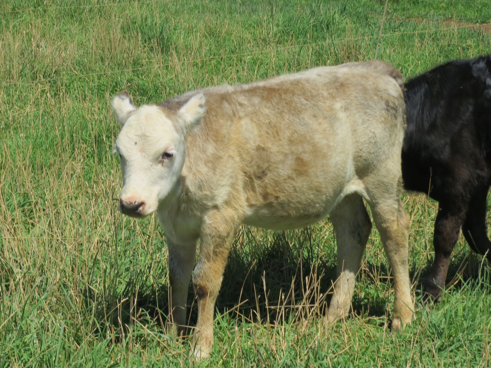 Pasture Beef Heifer Calf