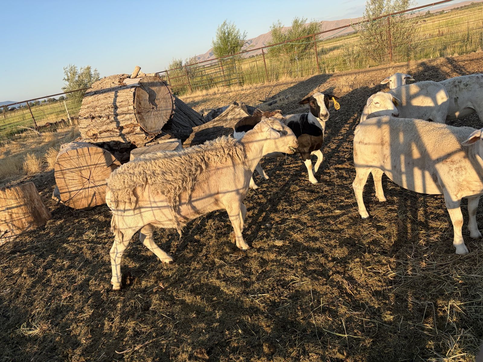 Livestock dorper heard $1800 for all.