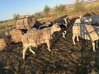 Livestock dorper heard $1800 for all.