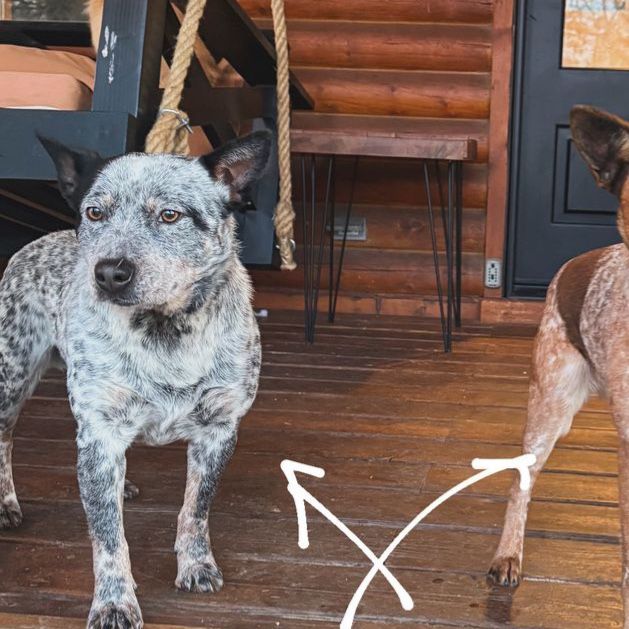 Pure bred blue heeler 2 yrs old