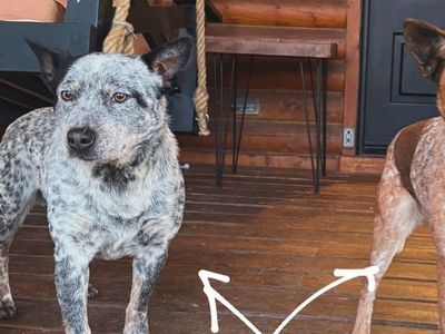 Pure bred blue heeler 2 yrs old