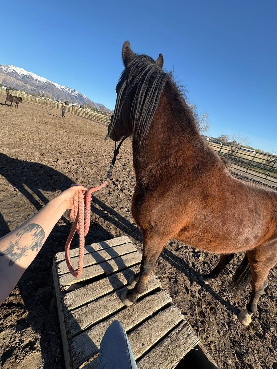 3Y Quarter Horse Mare