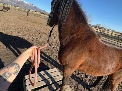 3Y Quarter Horse Mare
