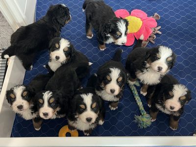 AKC Bernese Mountain Dog Puppies