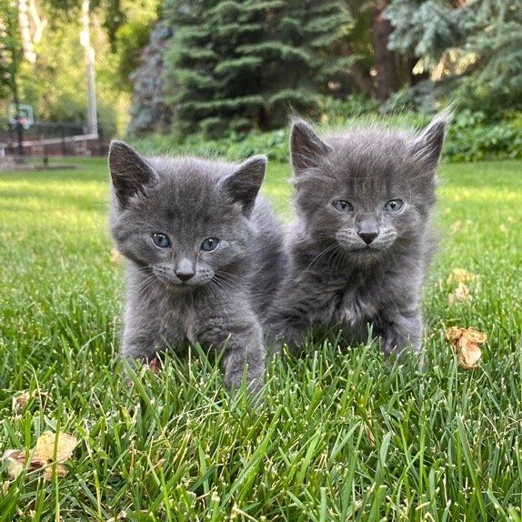 Russian Blue Kittens