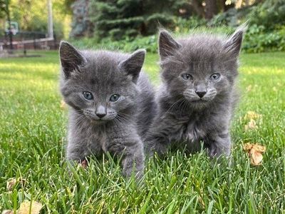 Russian Blue Kittens