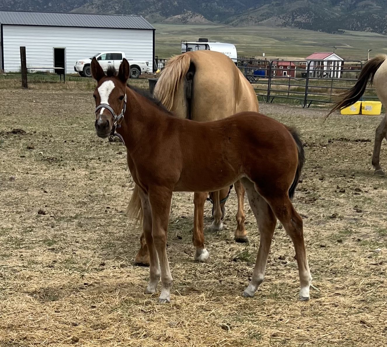 AQHA- One Royal Aristacat, Bay Filly Weanling
