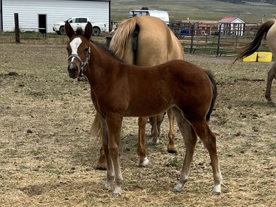 AQHA- One Royal Aristacat, Bay Filly Weanling