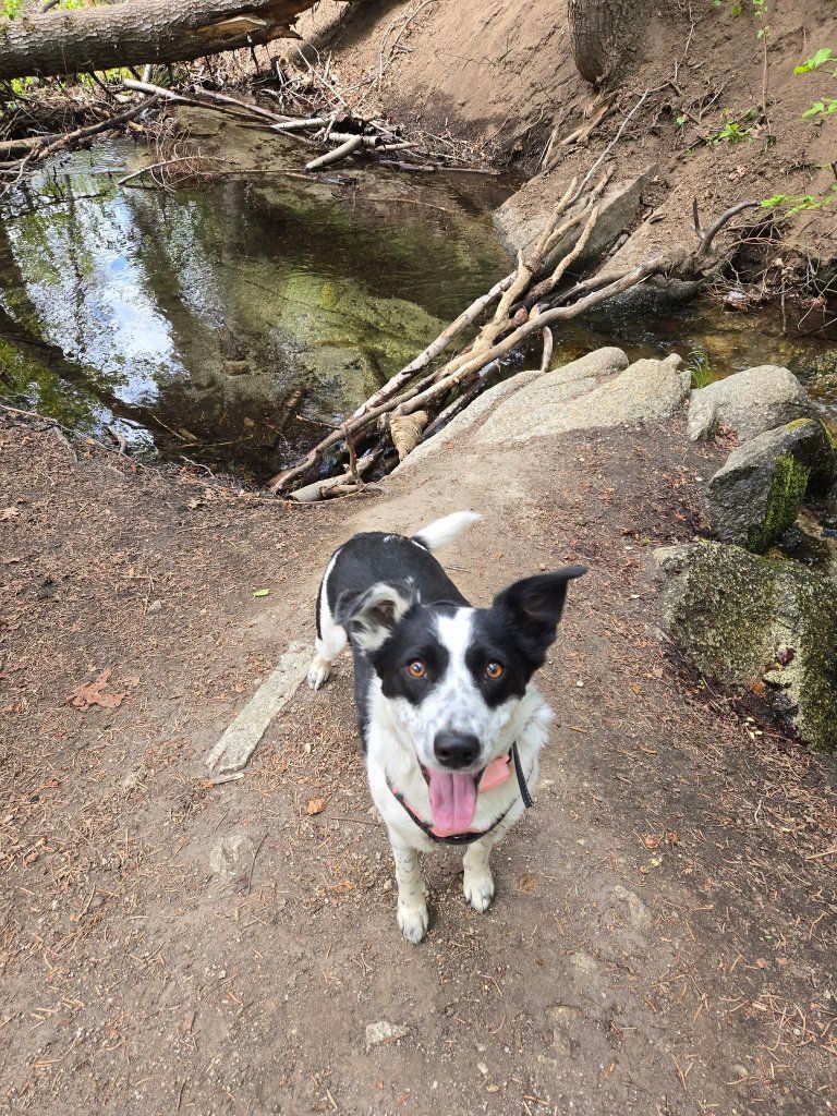 Border Collie - 1 year old female