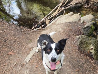 Border Collie - 1 year old female