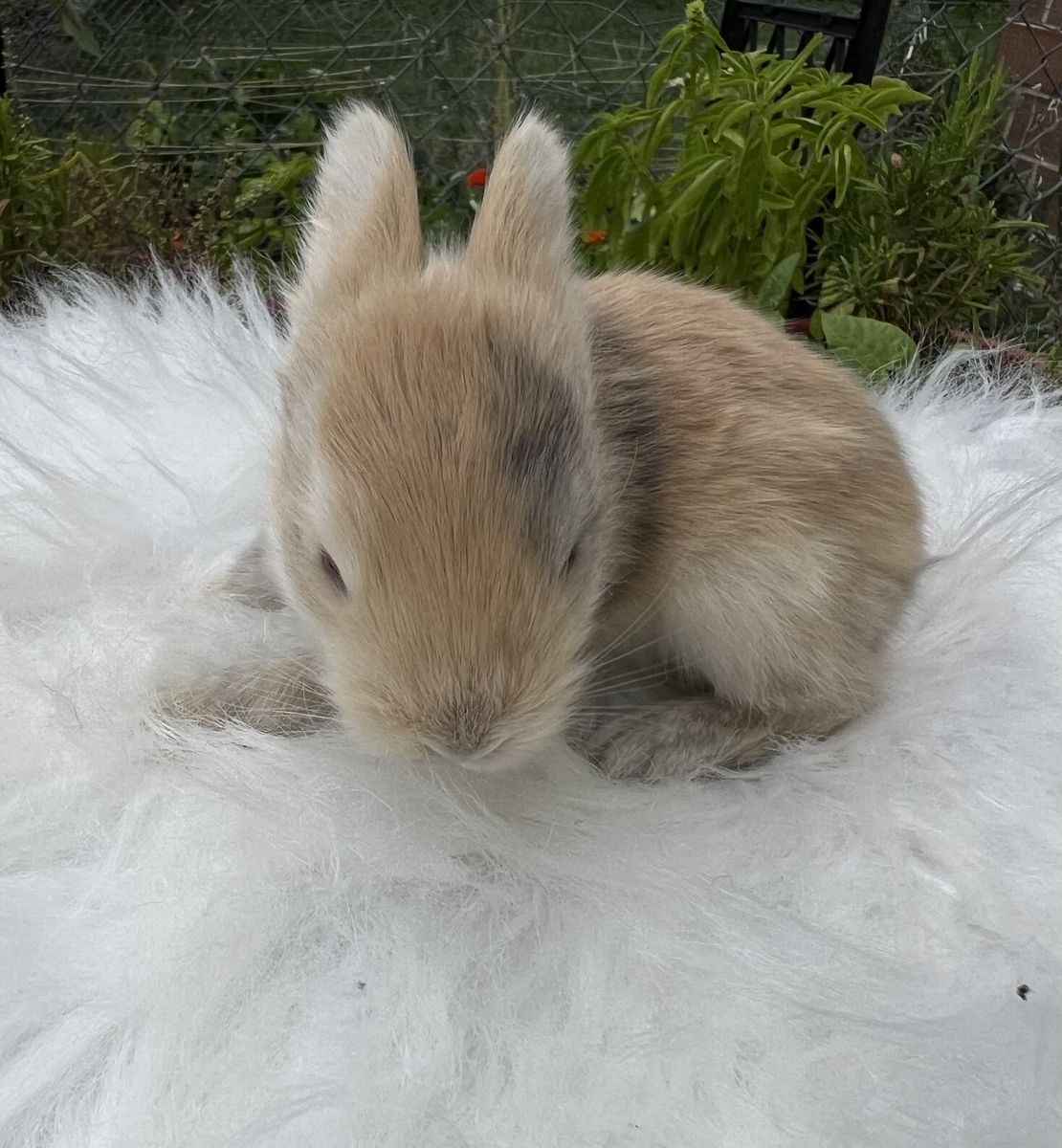 Reserve your English Angora baby today!