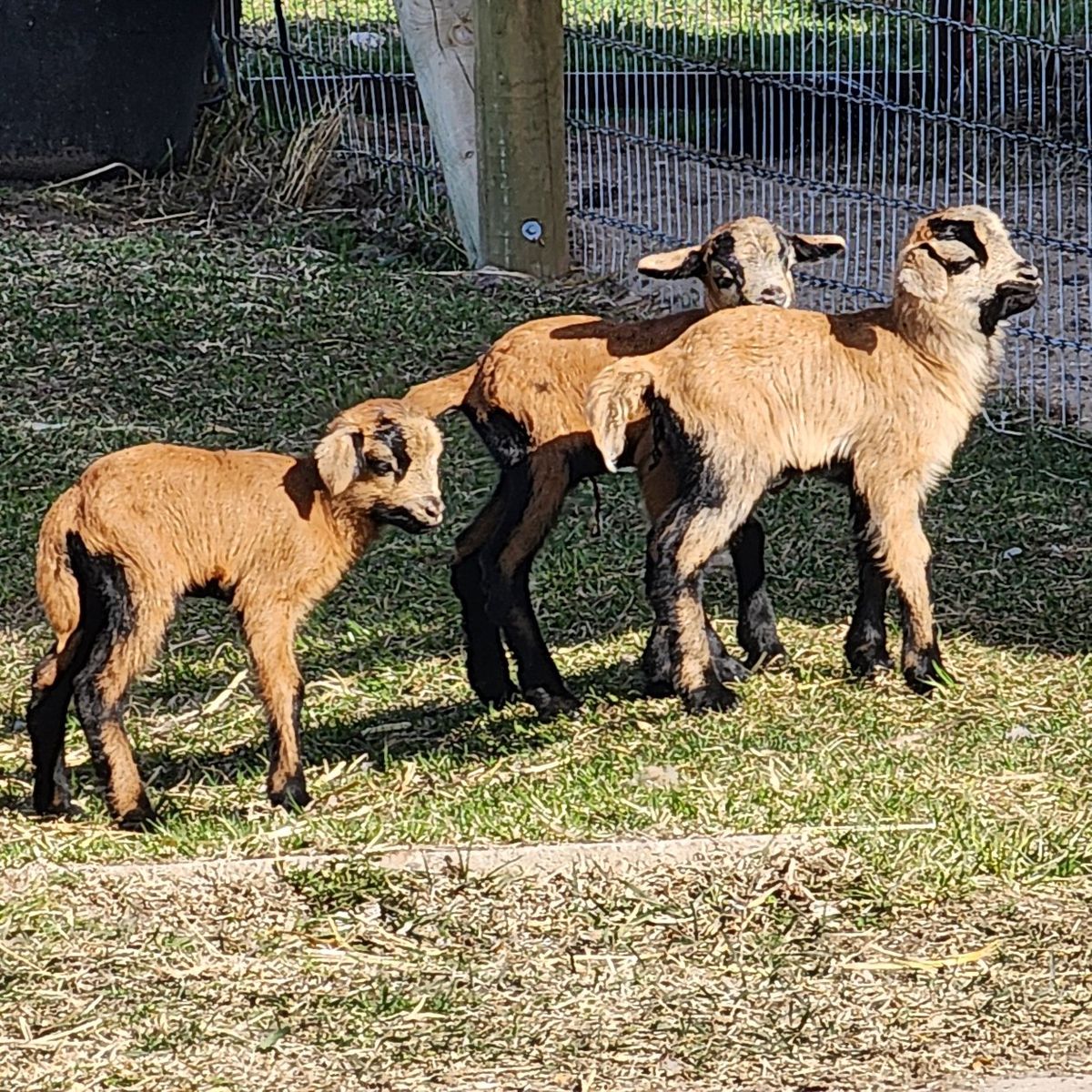 American Black Bellied Sheep Lambs