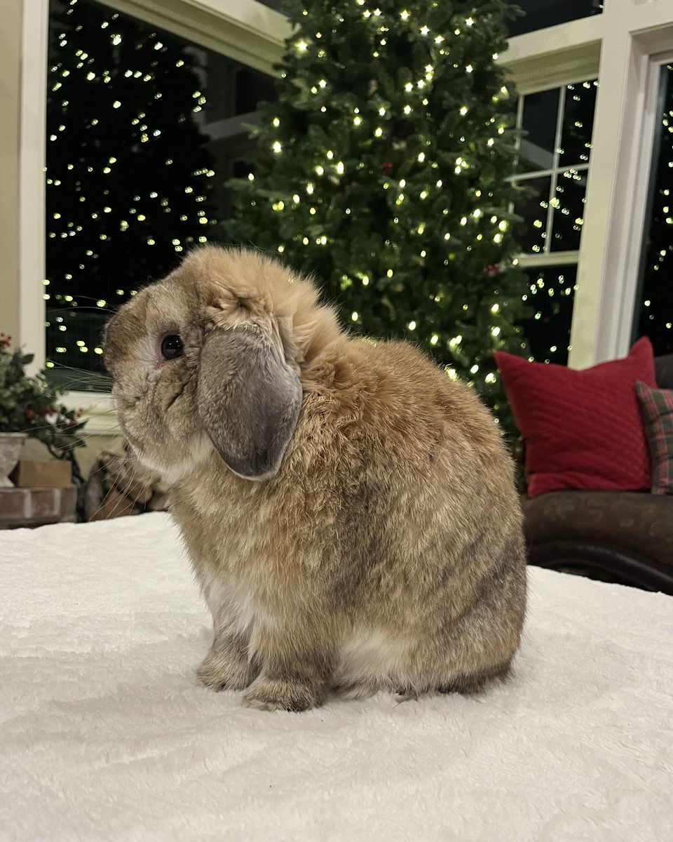 Orange Holland Lop buck bunny rabbit