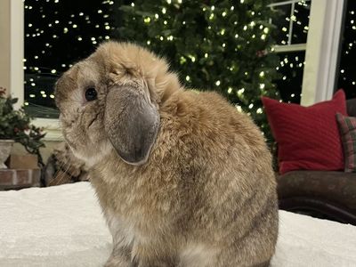 Orange Holland Lop buck bunny rabbit