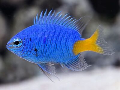 3 Yellow-tailed Damsel Saltwater Fish