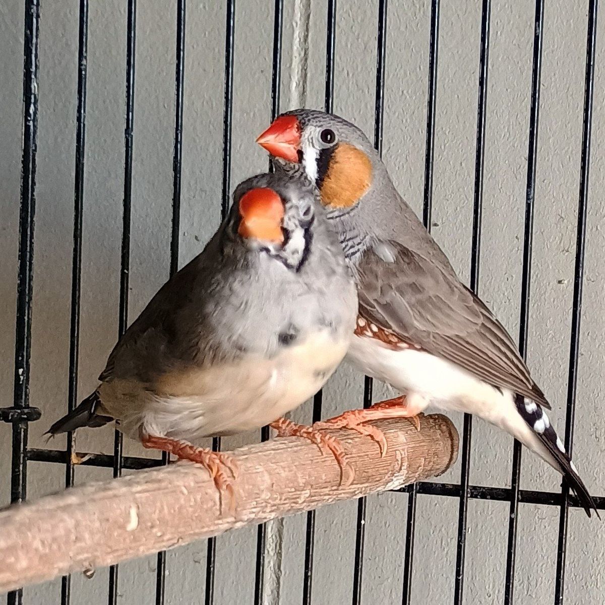 Bonded Pair of Cute Little Zebra Finch