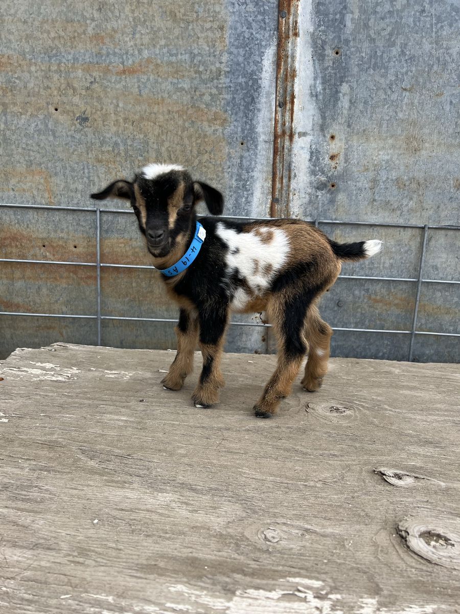 Nigerian Dwarf Bottle Baby Buckling