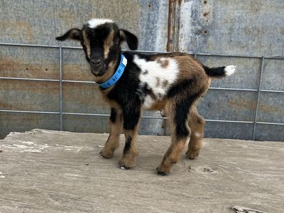 Nigerian Dwarf Bottle Baby Buckling