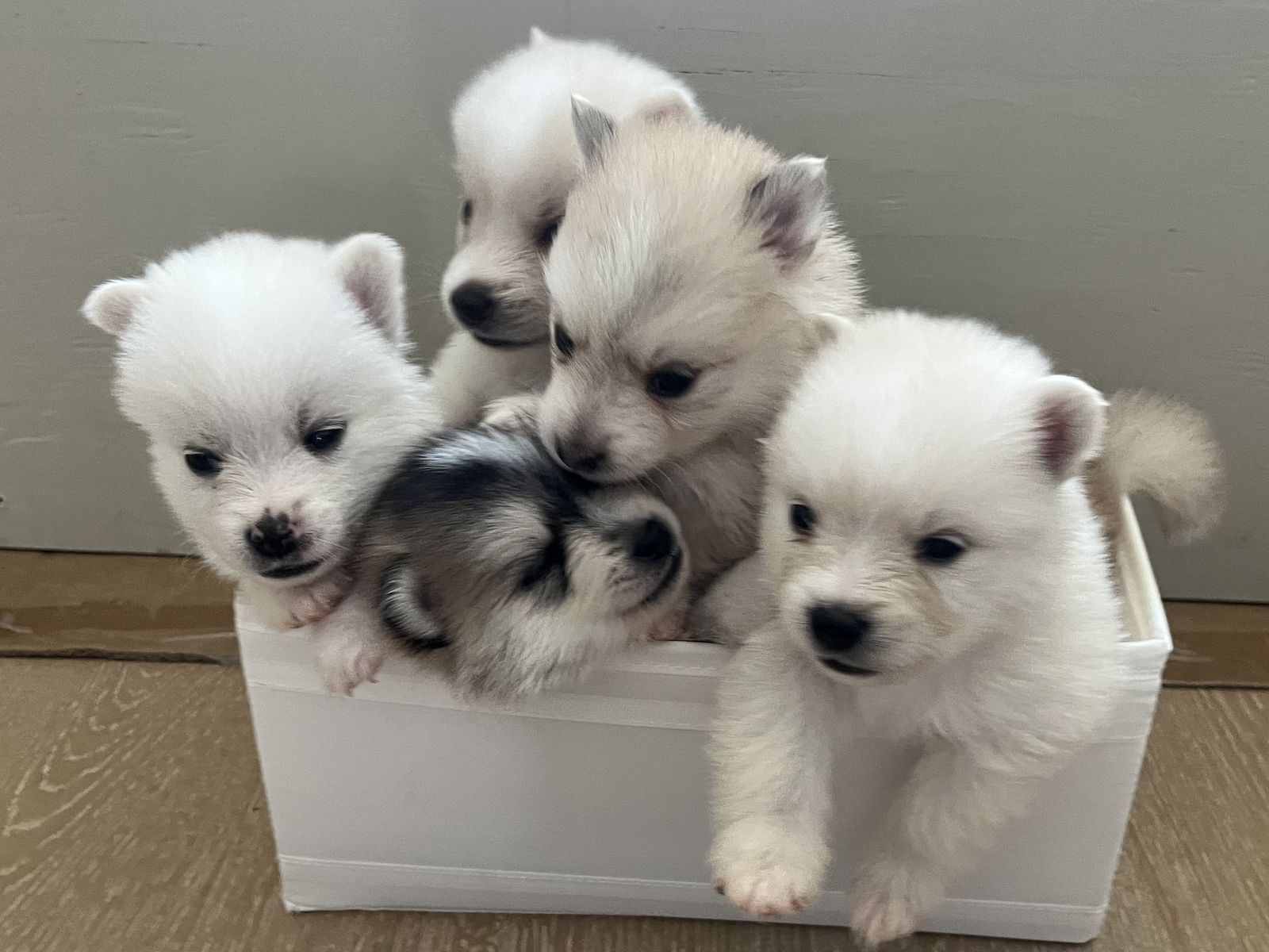Easter Pomsky Puppies