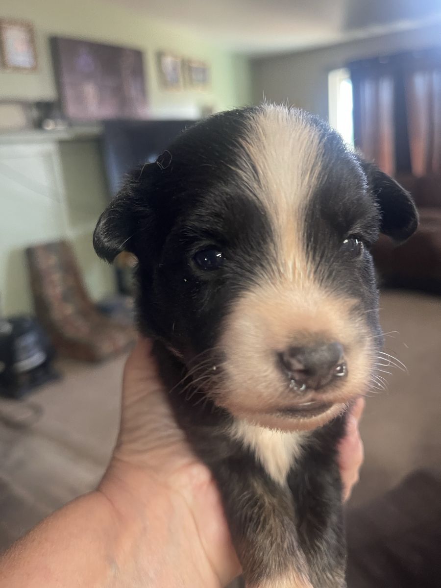 Mini/toy Australian Shepards