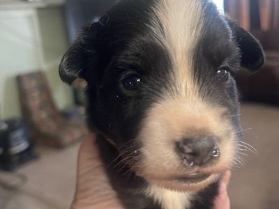 Mini/toy Australian Shepards