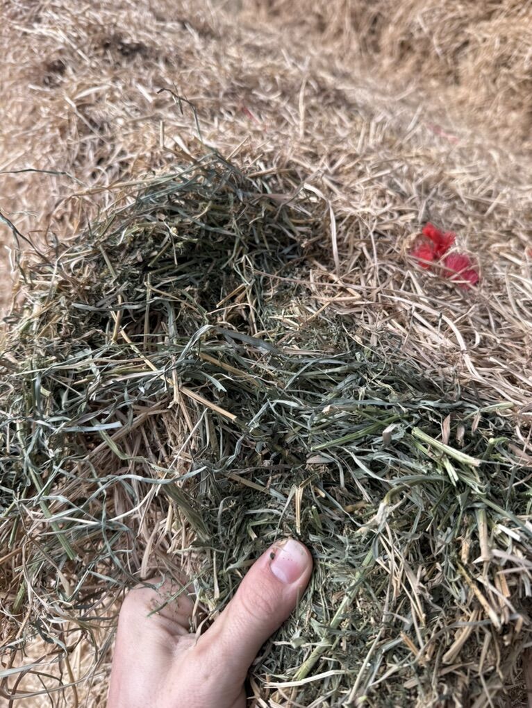 Orchard Grass Alfalfa Mix